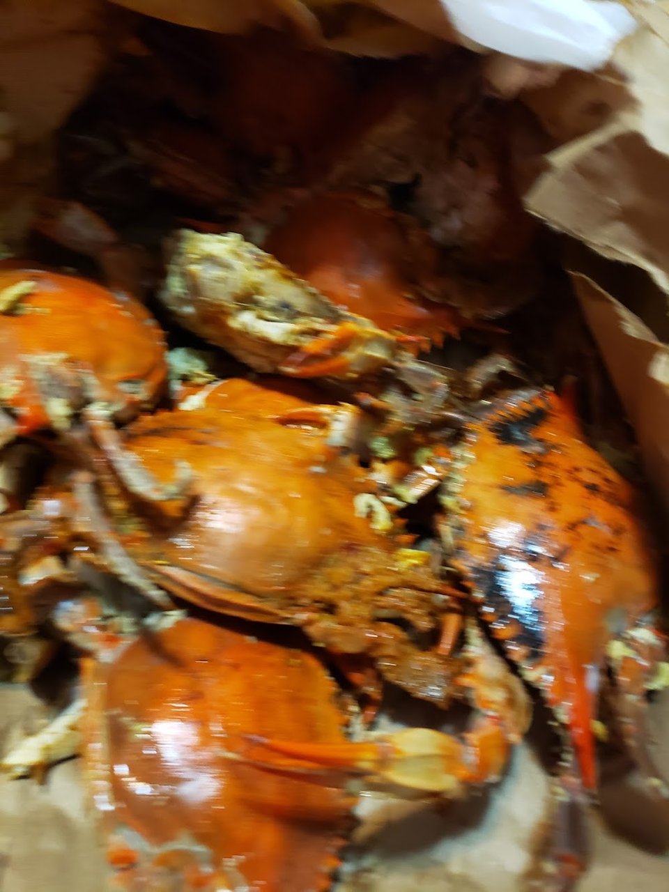 Large Female Crabs
